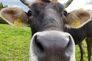 Austrian Cow seen during EMF radiation training